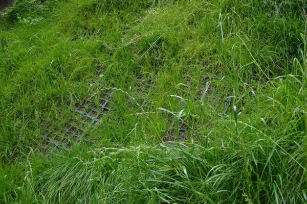 Begrünte ECORASTER am Hang