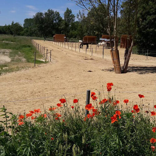 Fertige ECORASTER Offenstall Fläche mit Blumen im Vordergrund und Pferde im Hintergrund