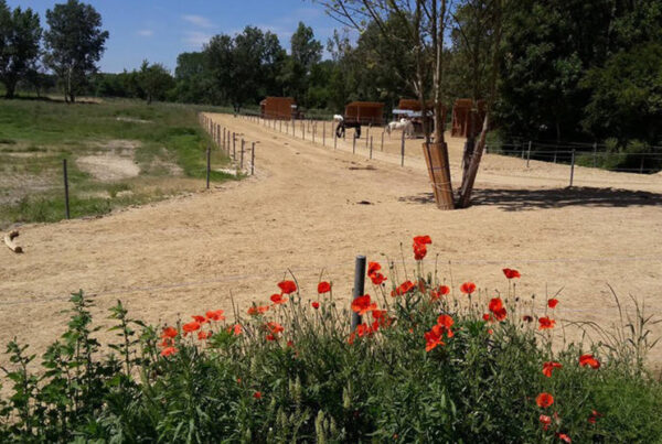 Fertige ECORASTER Offenstall Fläche mit Blumen im Vordergrund und Pferde im Hintergrund