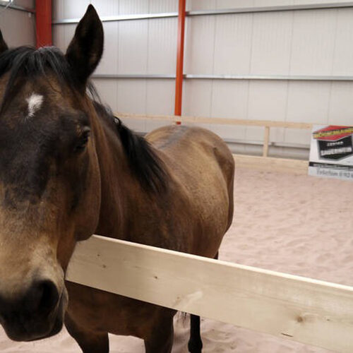 Pferd steht in Reithallt und schaut über einen Holzzaun in die Kamera