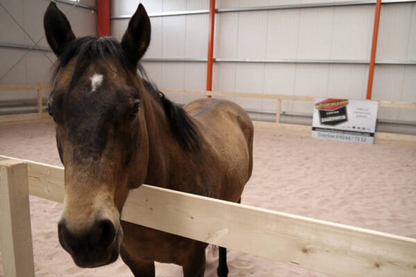 Pferd steht in Reithallt und schaut über einen Holzzaun in die Kamera