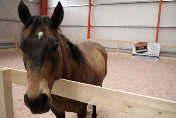 Pferd steht in Reithallt und schaut über einen Holzzaun in die Kamera