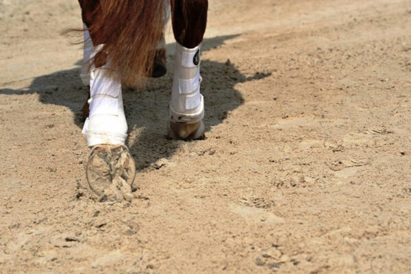 Zwei Hinterläufe eines Pferdes auf einem sandigen Reitplatzboden